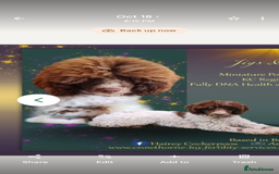 Miniature Poodle dogs for sale: Waiting list ONLY - Advert 6