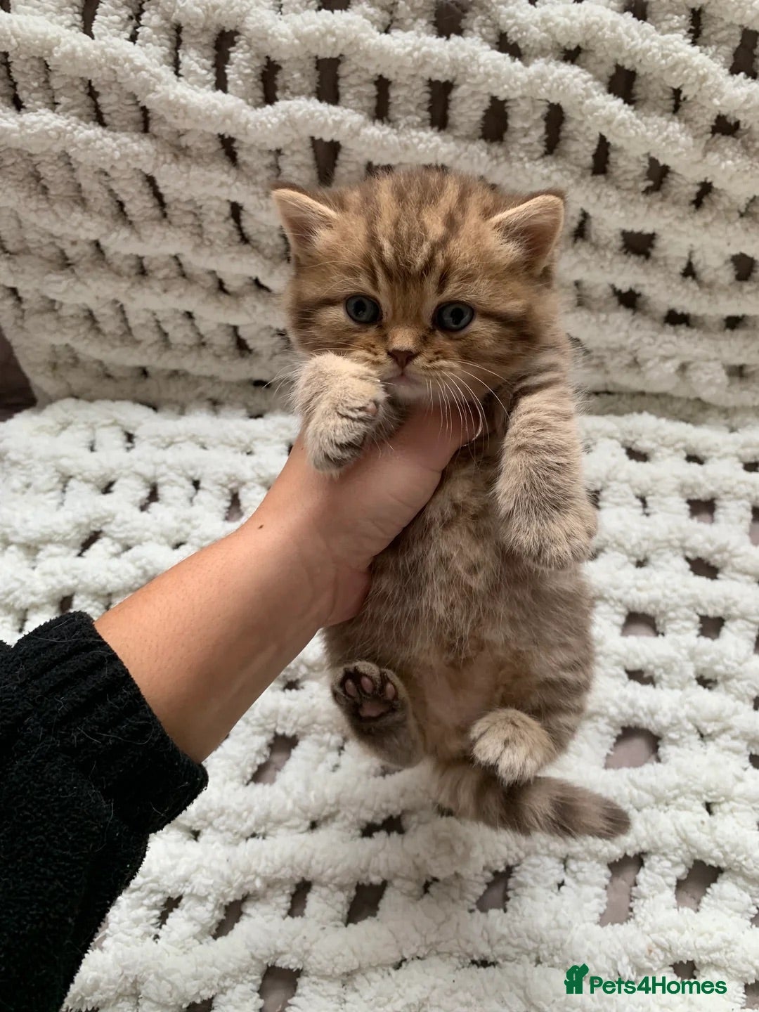 British Shorthair cats for sale: 🤎 TICA pedigree gingery tabby British shorthairs - Image 2