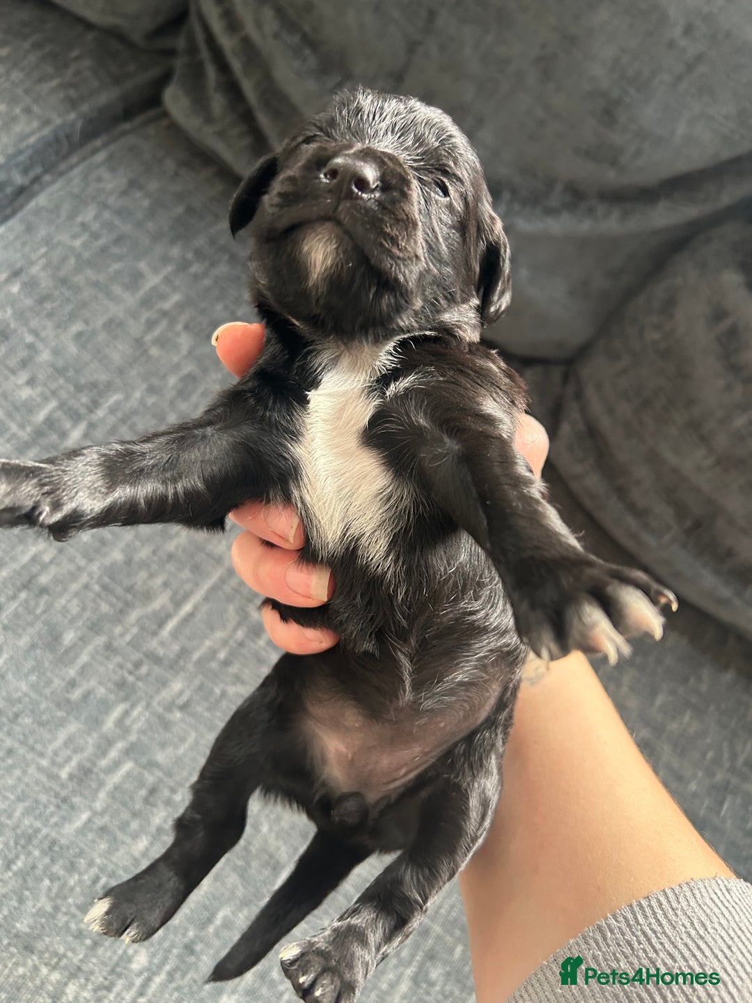 Cockapoo dogs for sale: 2 beautiful cocker spaniel puppies left for sale - Advert 10
