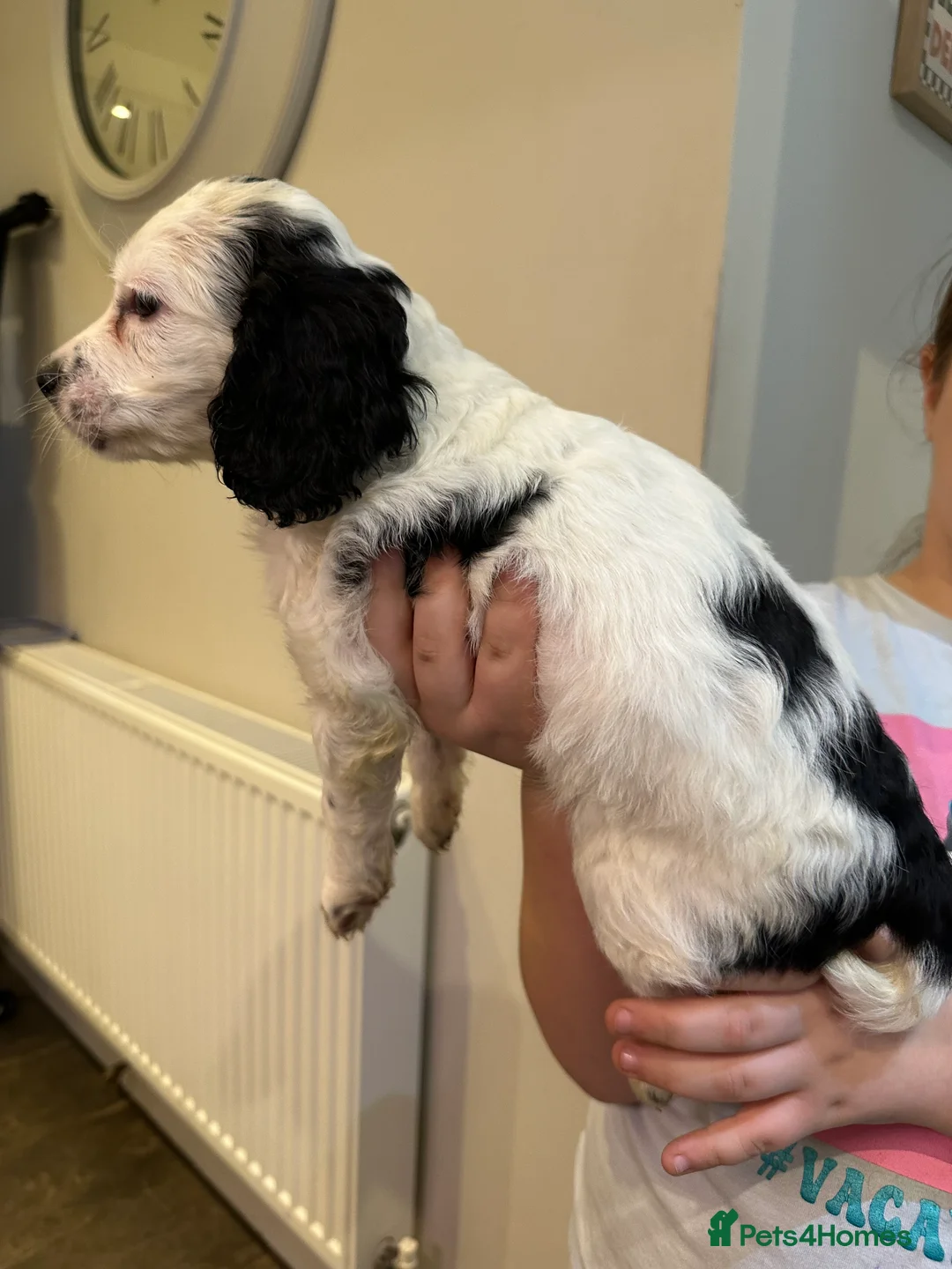 Cockapoo dogs for sale: Beautiful litter of Cockapoo Puppies - Advert 19