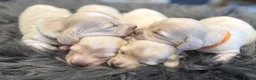 Miniature Dachshund dogs for sale: Exceptional KC Reg Miniature L/H Dachshund Puppies - Advert 5