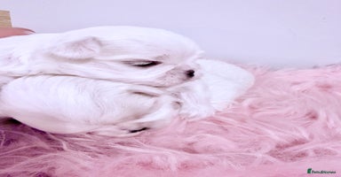 Maltese dogs - Advert 12