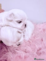 Maltese dogs - Advert 9