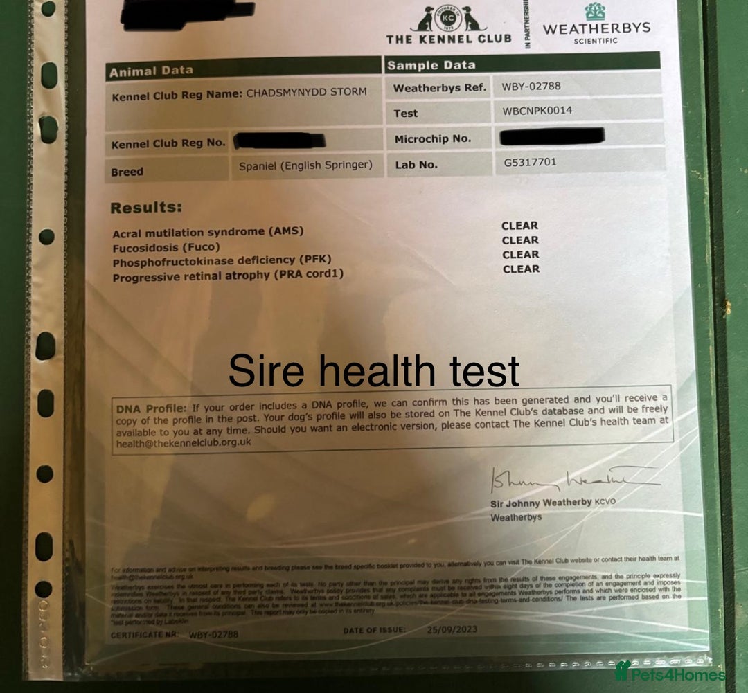 English Springer Spaniel dogs for sale: Working lines KC springer spaniels  - Advert 5