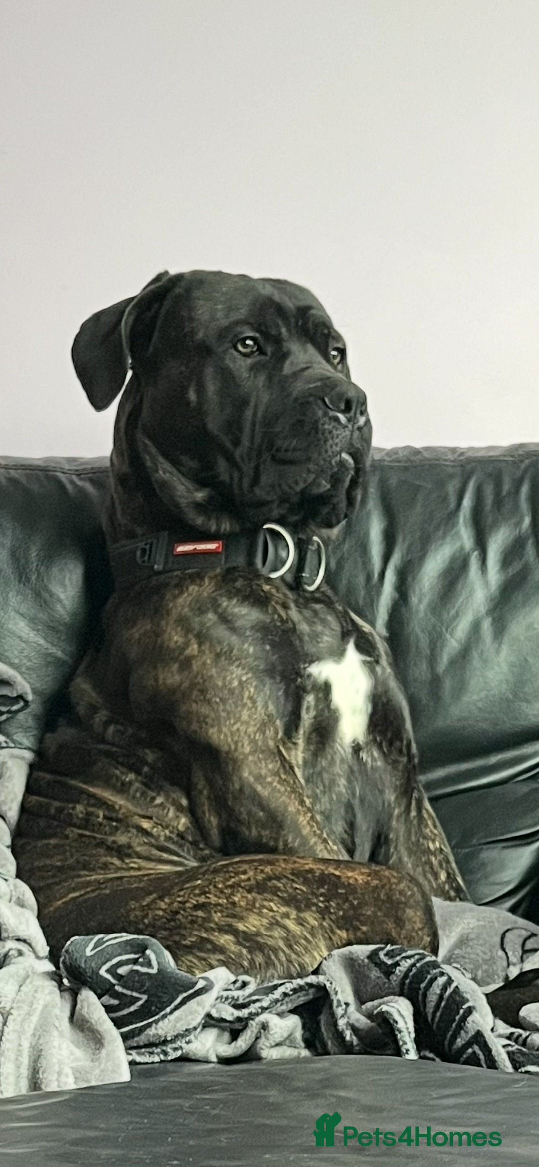 Cane Corso dogs for sale: Male cane corso - Image 1