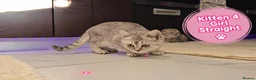 Scottish Fold cats for sale: 🐾 Beautiful Scottish Fold & Scottish Straight🐾 - Advert 9