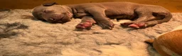 Mixed Breed dogs for sale: Whippet cross Italian greyhound - Advert 6
