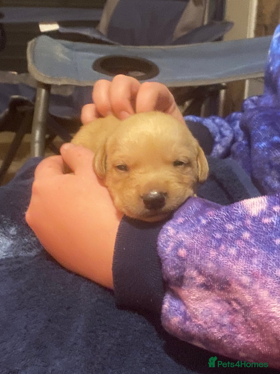 Labrador Retriever dogs for sale: Gorgeous Labrador puppies for sale! - Image 11