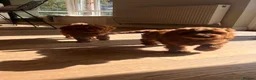 Cockapoo dogs for sale: Outstanding cockapoo puppies  - Advert 9