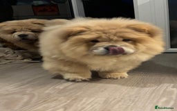 Chow Chow dogs for sale: Champion pedigree chow chow puppies in Northampton - Image 36