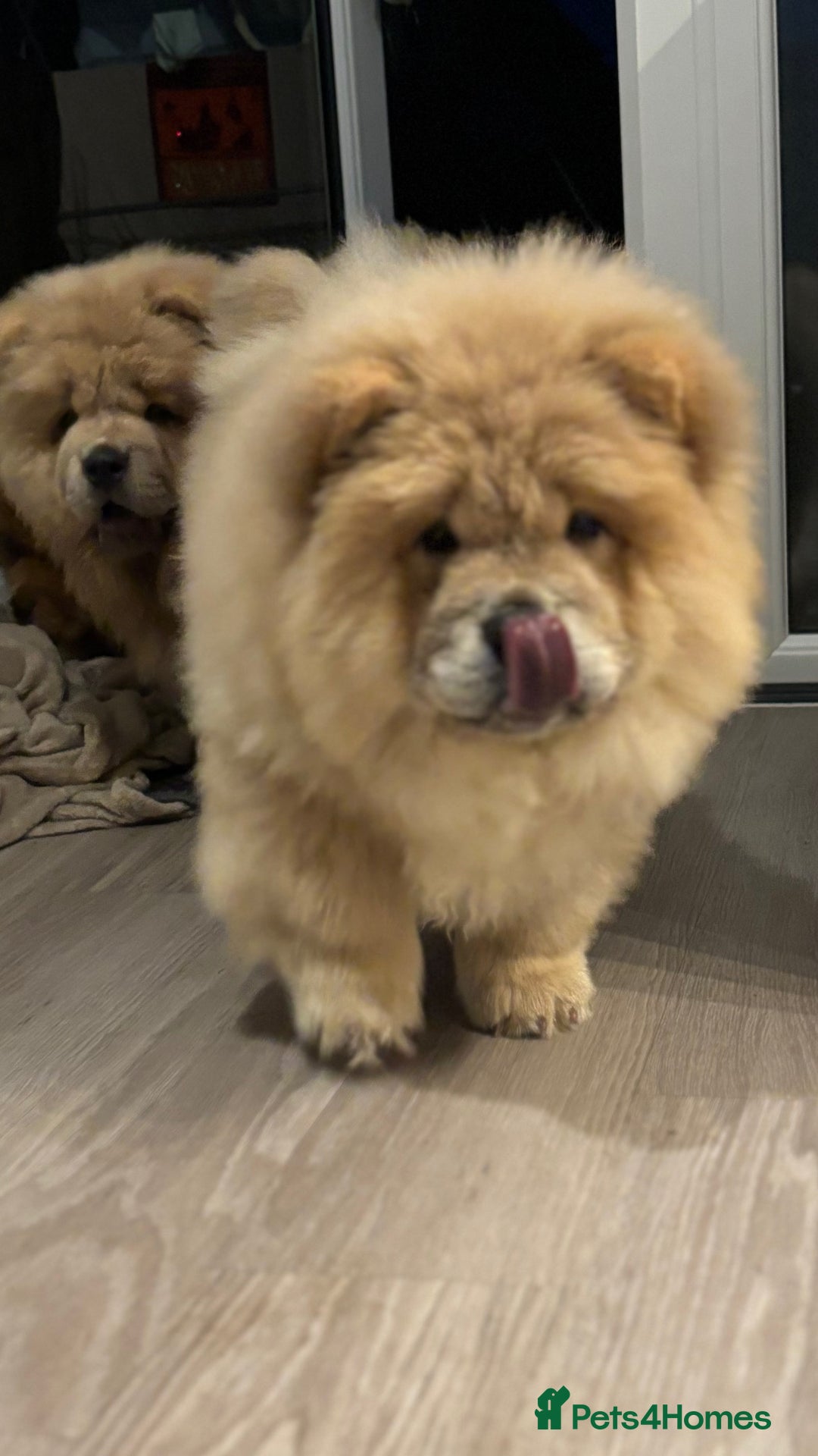 Chow Chow dogs for sale: Champion pedigree chow chow puppies in Northampton - Image 36
