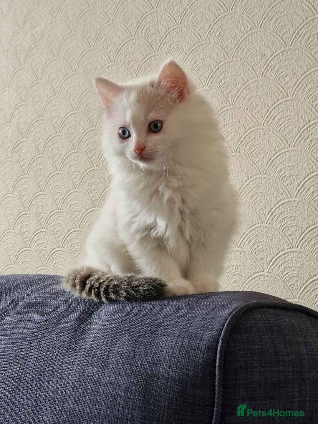 Mixed Breed cats for sale: Rare Ragdoll × Norwegian Forest kittens - Image 16