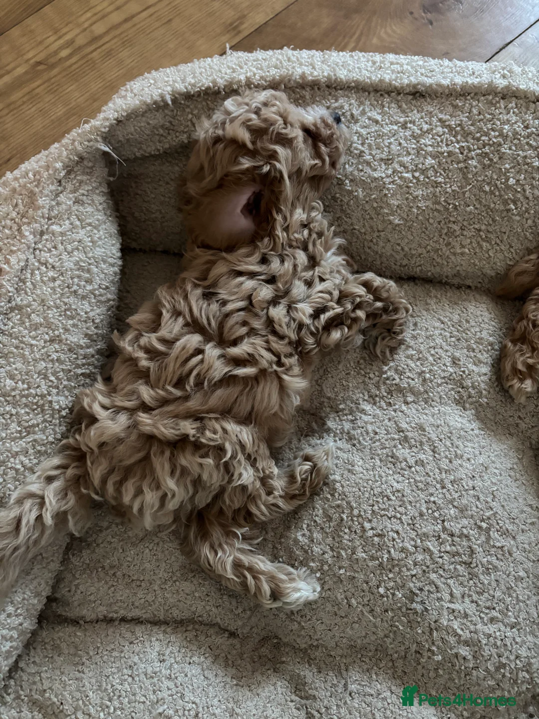 Toy Poodle dogs for sale: Toy puddles  - Advert 23