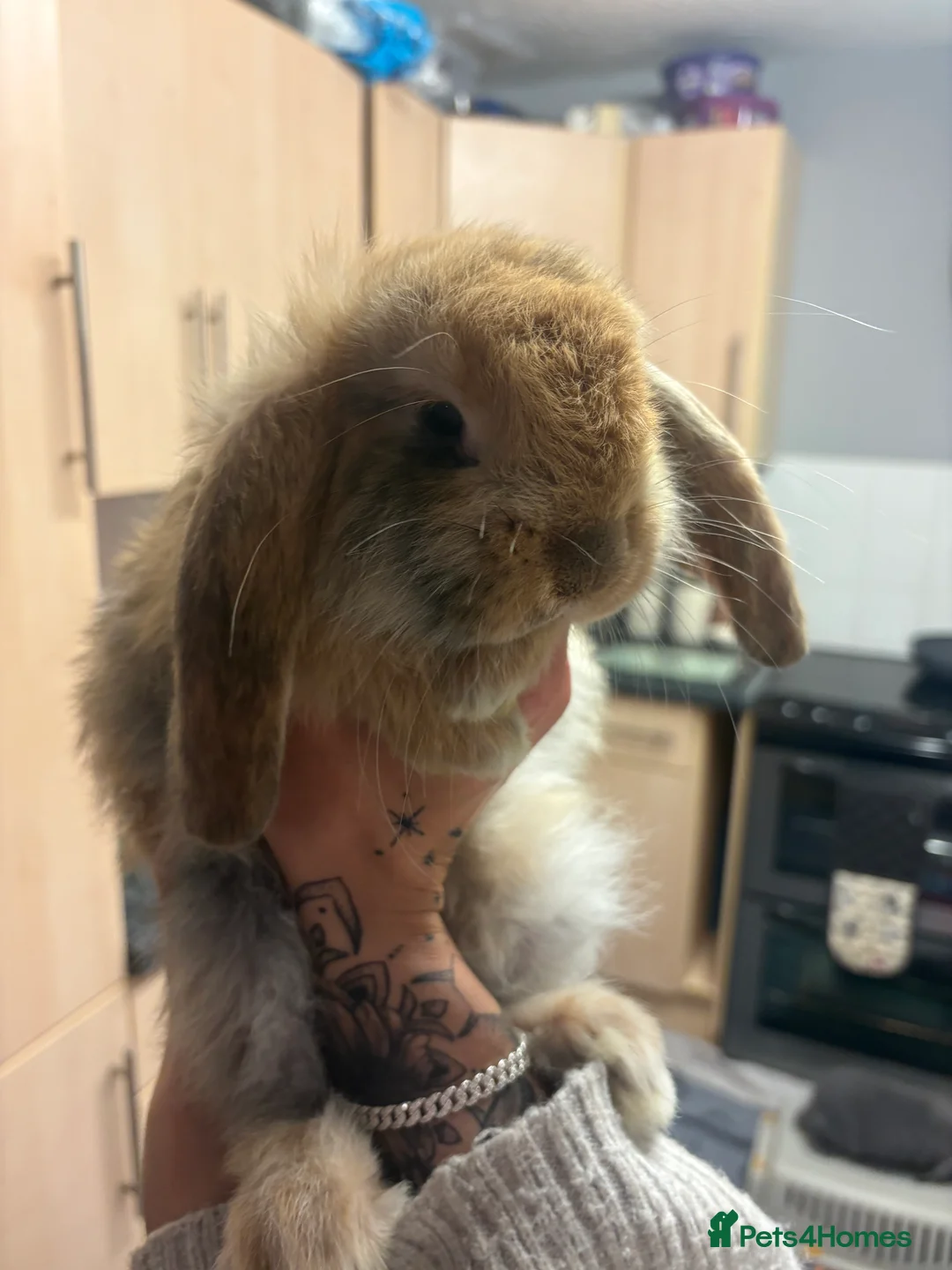 French Lop rabbits for sale: Gorgeous French lop babies  - Advert 3