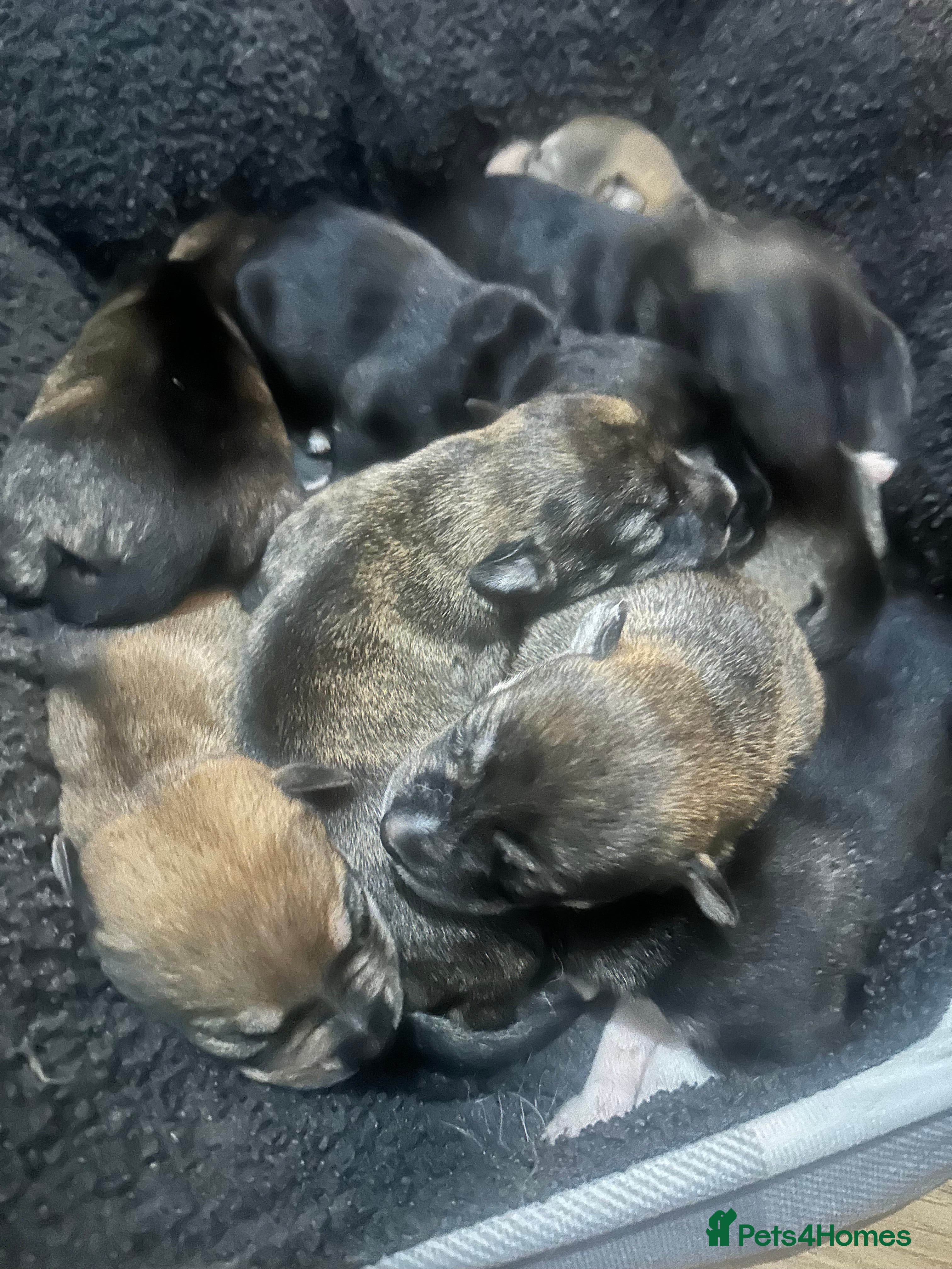 Mixed Breed dogs Husky staffy cross puppy - Advert 12