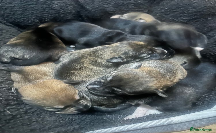 Mixed Breed dogs Husky staffy cross puppy - Advert 6