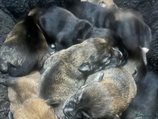 Mixed Breed dogs Husky staffy cross puppy - Advert 12