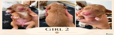 Cocker Spaniel 5