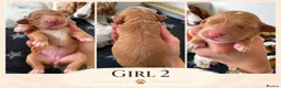 Cocker Spaniel dogs for sale: KC Working Cocker Pups - Advert 8