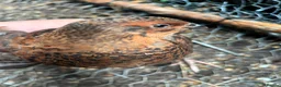 Quail poultry for sale: Amazing selection of celedon quail - Advert 7