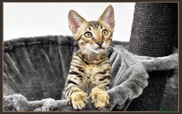 Savannah cats for sale: Ready to go F5 SBT Savannah kittens in Bingley - Image 5