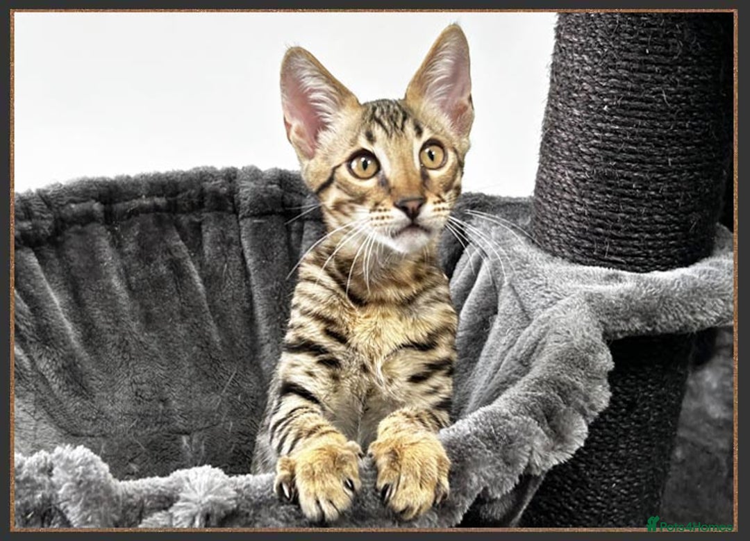 Savannah cats for sale: Ready to go F5 SBT Savannah kittens in Bingley - Image 5