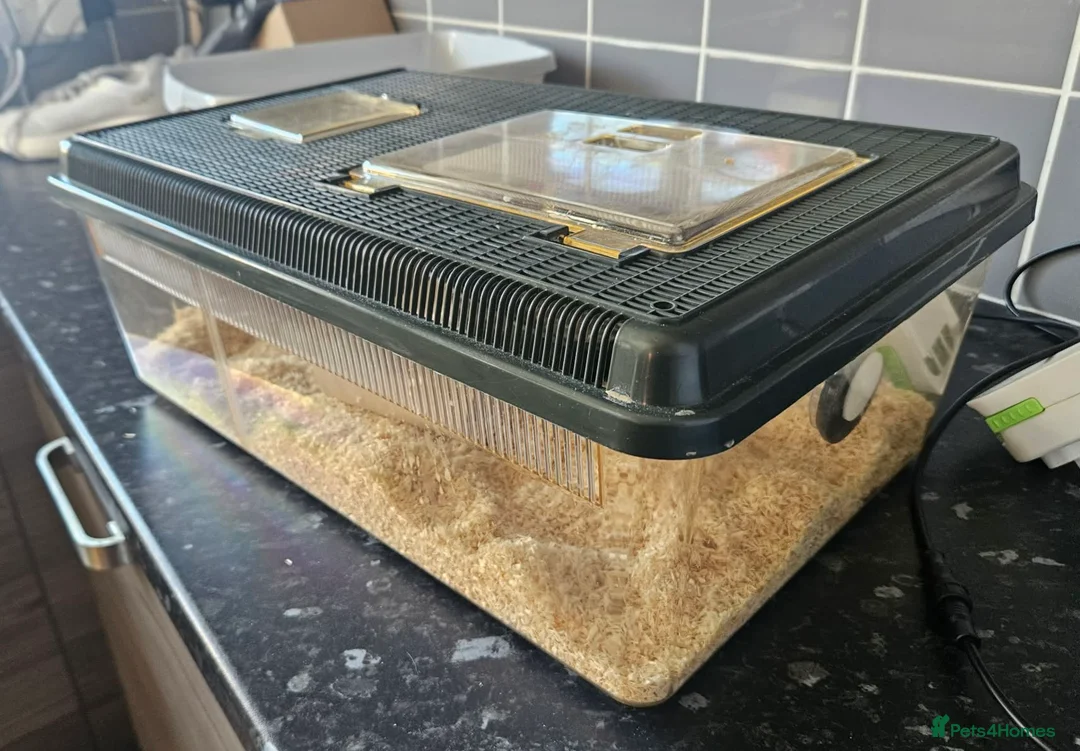 Milk Snake reptiles for sale: Baby pueblan milksnake  - Advert 10