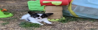 Papillon 4