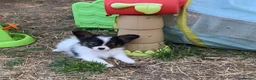 Papillon dogs for sale: Exquisite Papillon Puppies with Exceptional Charm in Cardiff - Advert 6