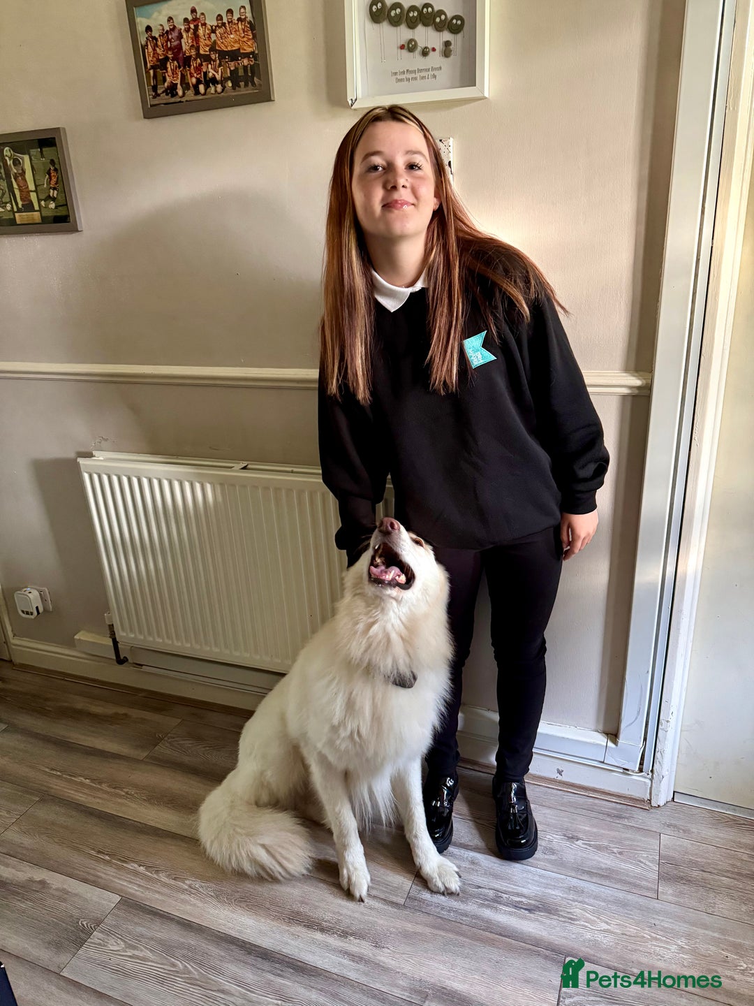 White Swiss Shepherd dogs for sale: 2 year old male Swiss shepherd - Image 5