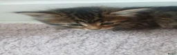 Mixed Breed cats for sale: Kittens - Advert 2