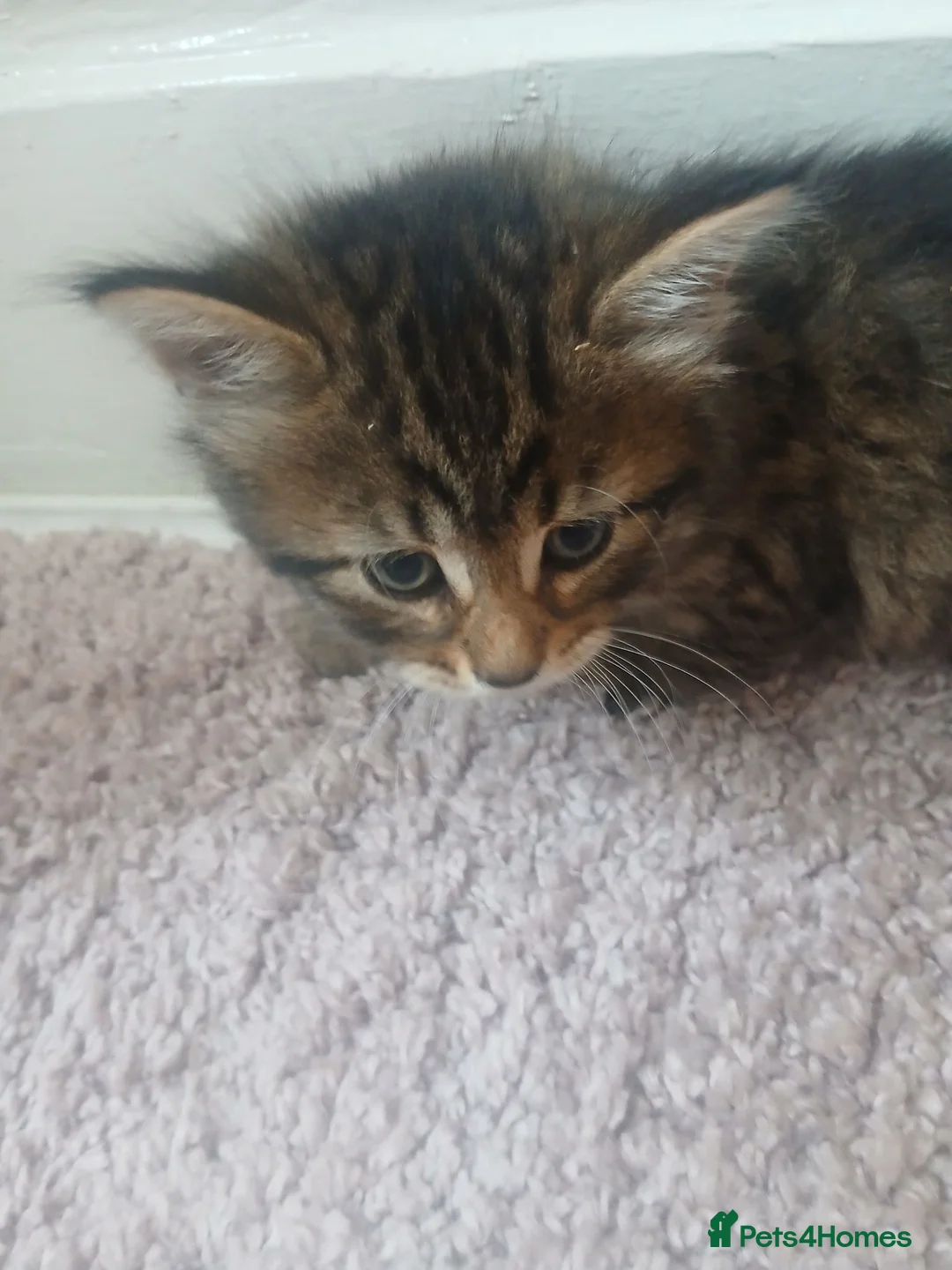 Mixed Breed cats for sale: Kittens - Advert 2