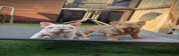 French Bulldog dogs for sale: KC reg Isabella & Tan female French Bulldog  - Advert 3
