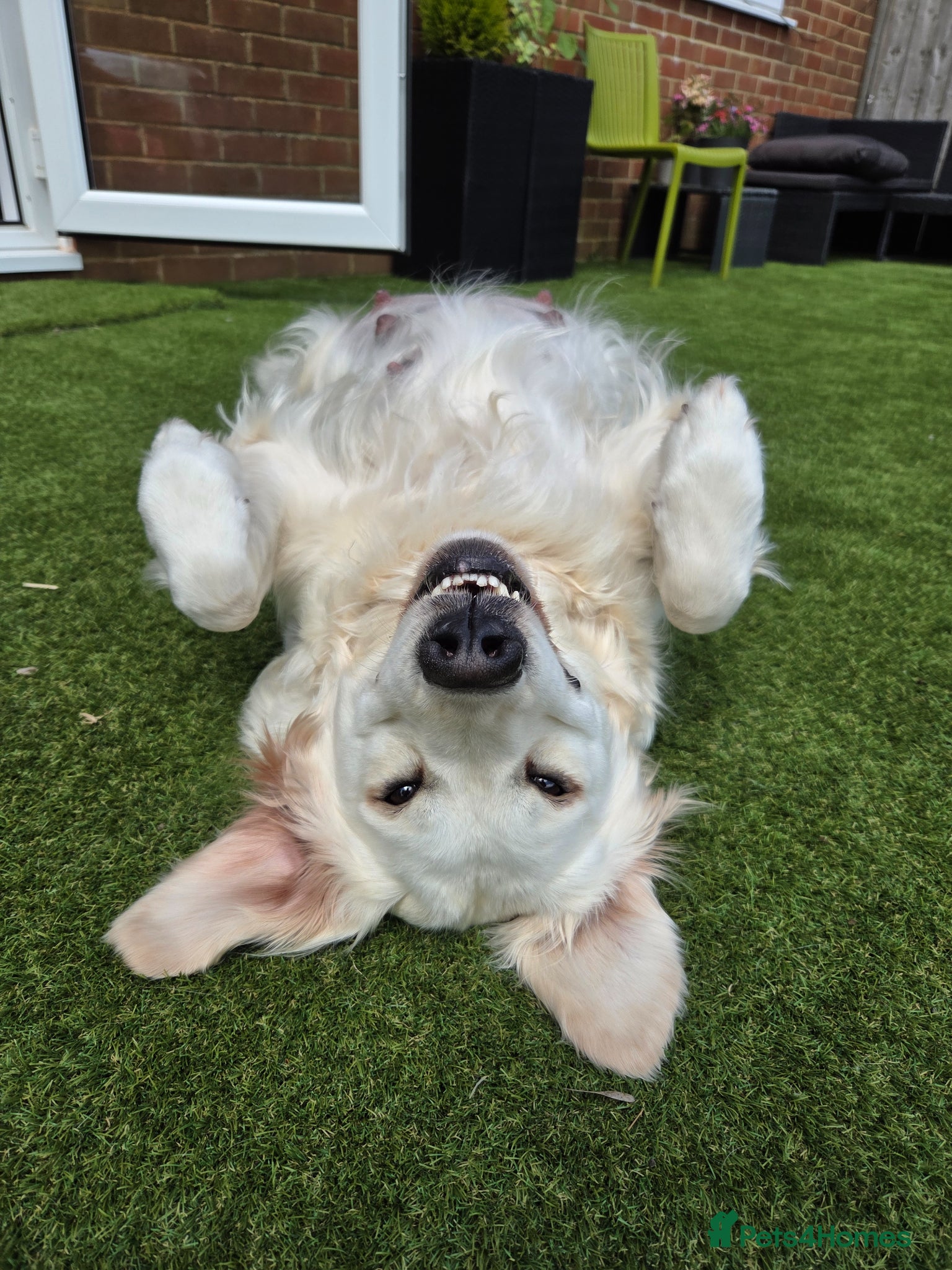Golden Retriever dogs 💚KC Golden Retriever healthy pups are here 💚 - Advert 10