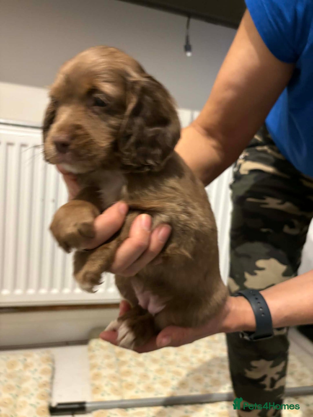 Cocker Spaniel dogs for sale: KC reg parents DNA health tested “show type”   - Advert 20