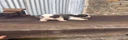 Border Collie dogs for sale: Stunning red / blue / black & white pups - Advert 22