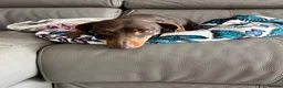 Miniature Dachshund dogs for sale: ⭐️ Sadly Rehoming Miniature Dachshund Girl ⭐️ - Advert 3