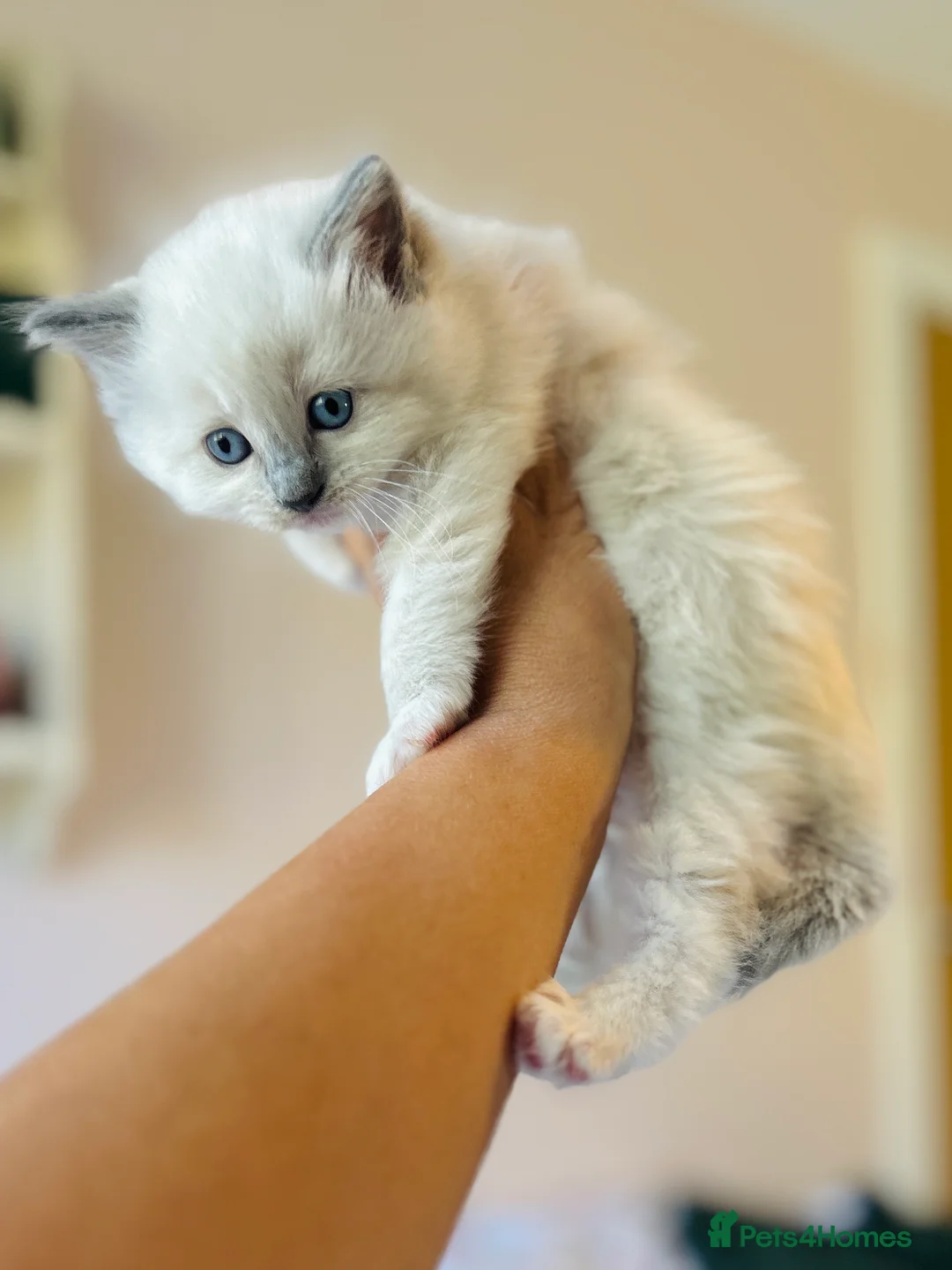Ragdoll cats for sale: TICA Blue Mitted Ragdoll Kittens in Radstock - Advert 2