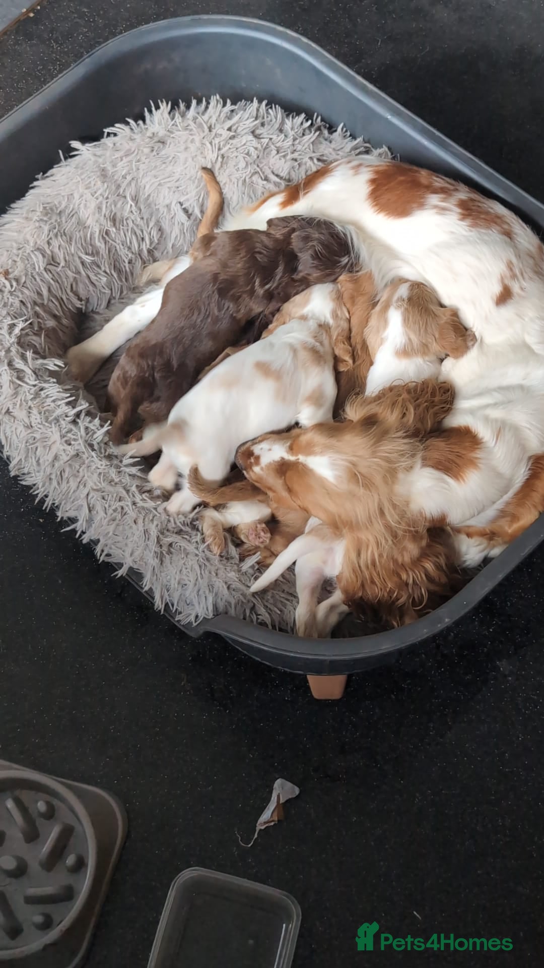 Cocker Spaniel dogs for sale: Beautiful cocker spaniel pups  - Image 11