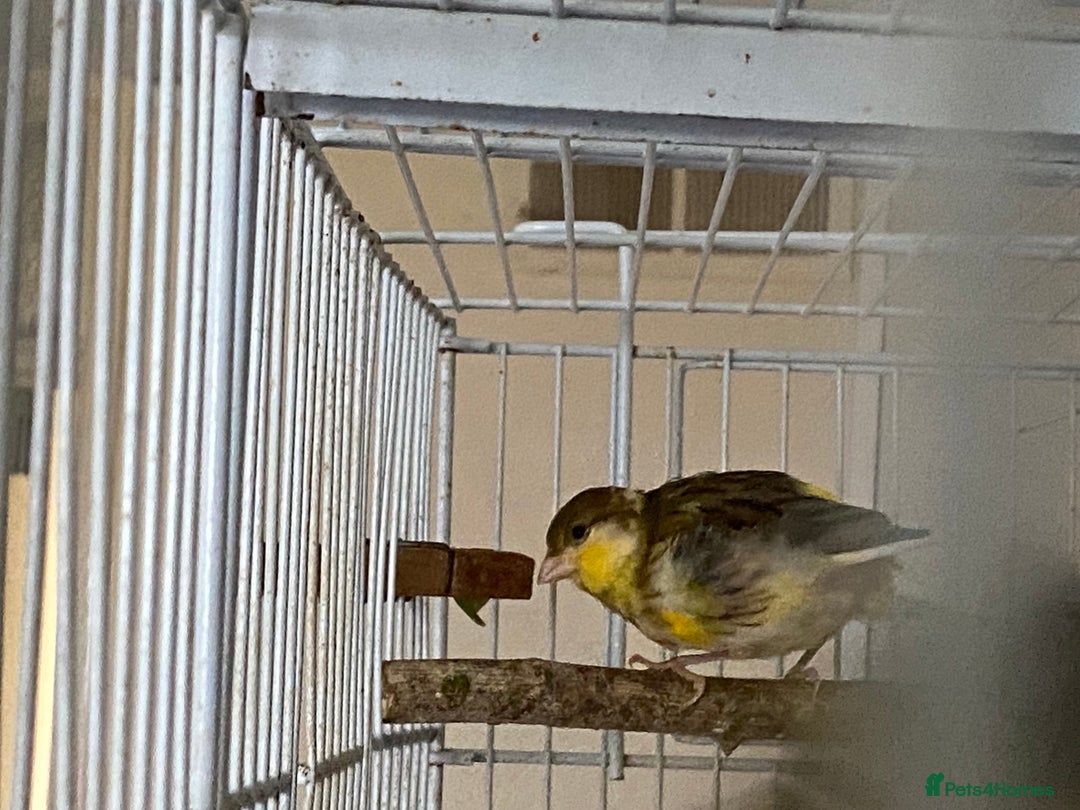 Canaries birds for sale: 5 canaries  - Image 6