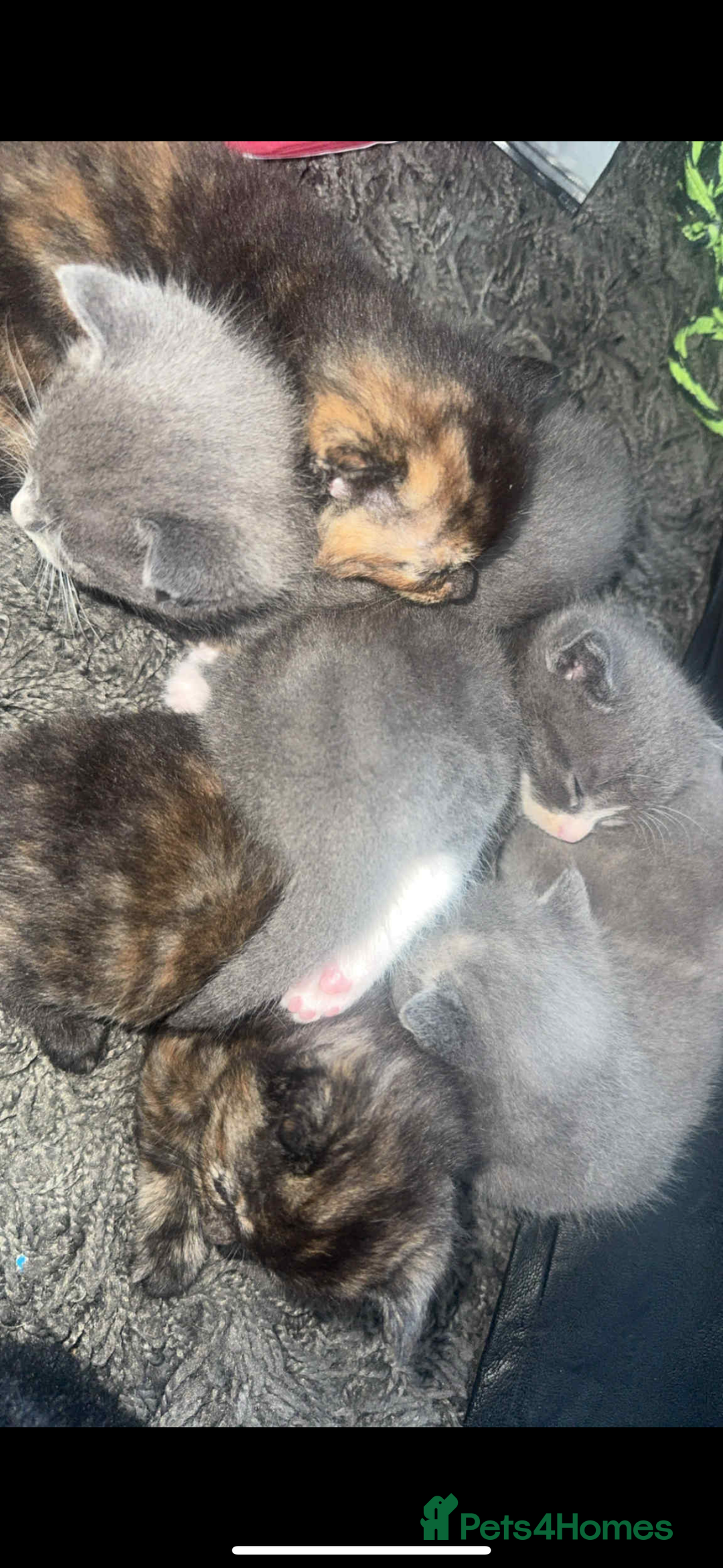 Mixed Breed cats for sale: Kittens  - Image 3