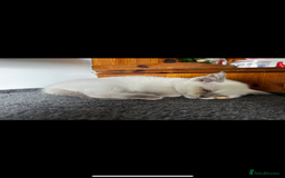 British Shorthair cats for sale: British short haired kittens  - Image 5