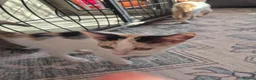 Mixed Breed cats for sale: 2 kittens Ready To Leave - Advert 13