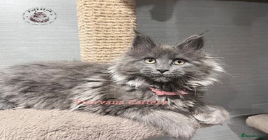 Maine Coon cats TICA registration Stunning Maine coon kittens - Advert 8