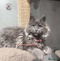 Maine Coon cats TICA registration Stunning Maine coon kittens - Advert 8