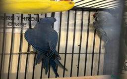 Ringnecks birds for sale: Stunning Baby Indian Ringnecks  - Image 12