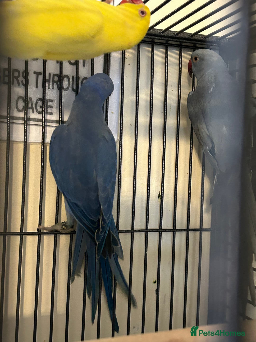 Ringnecks birds for sale: Stunning Baby Indian Ringnecks  - Image 12