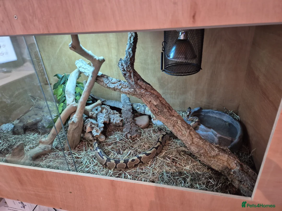 Python Snake reptiles for sale: Ball Python for Sale - Advert 3