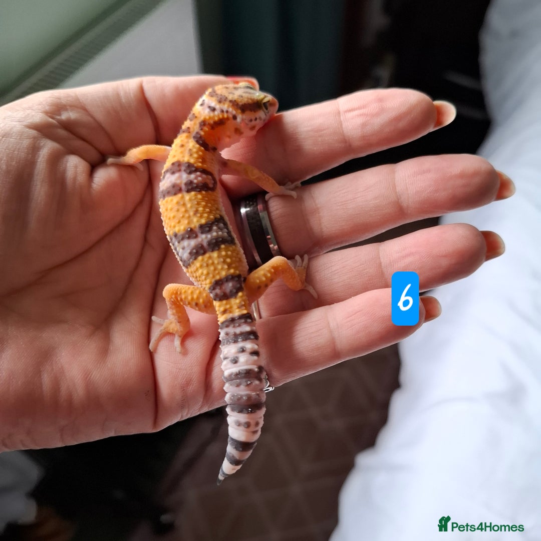 Gecko reptiles for sale: Leopard gecko babies - Image 10