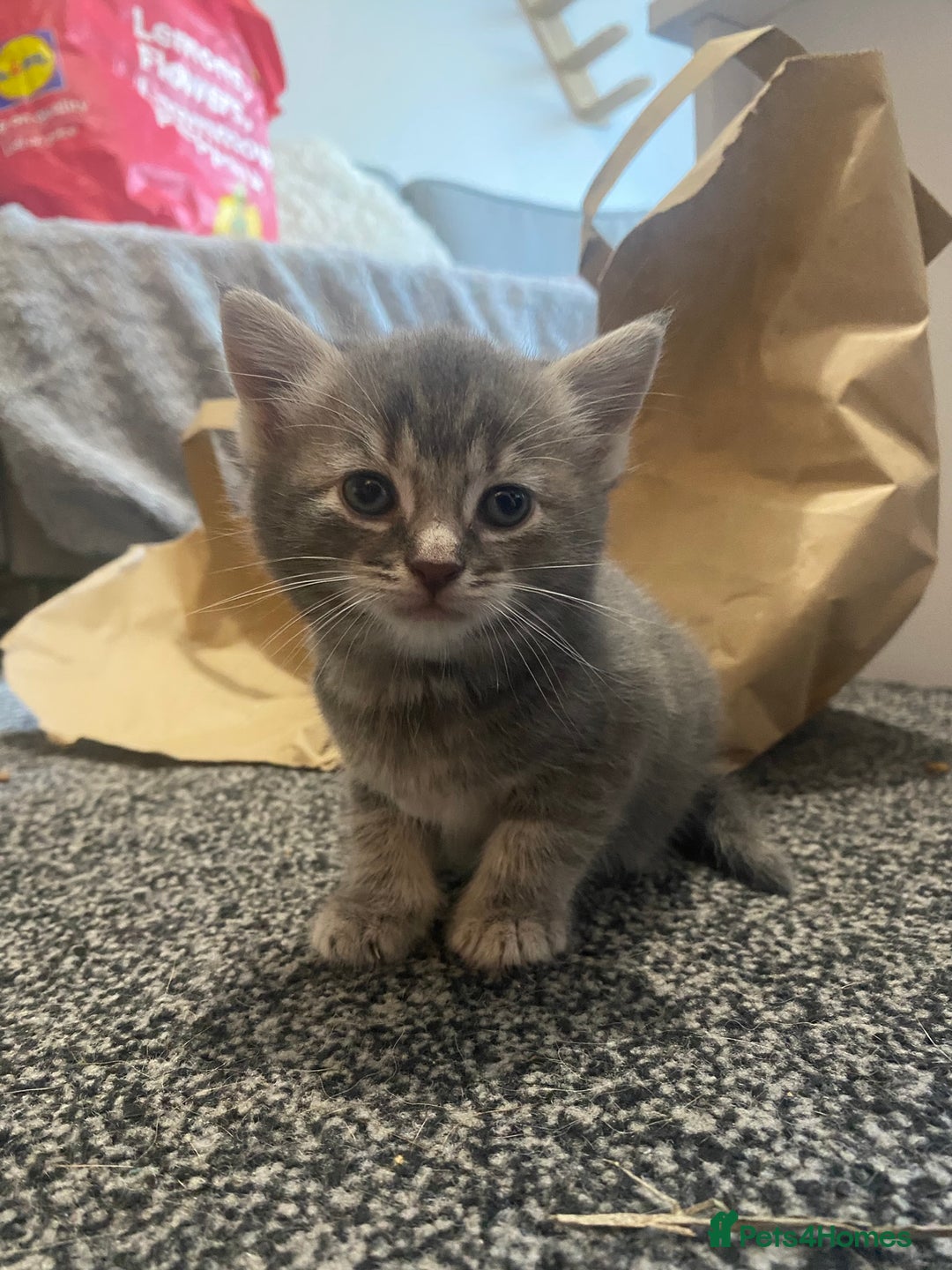 Mixed Breed cats for sale: 5 beautiful kittens  - Image 10